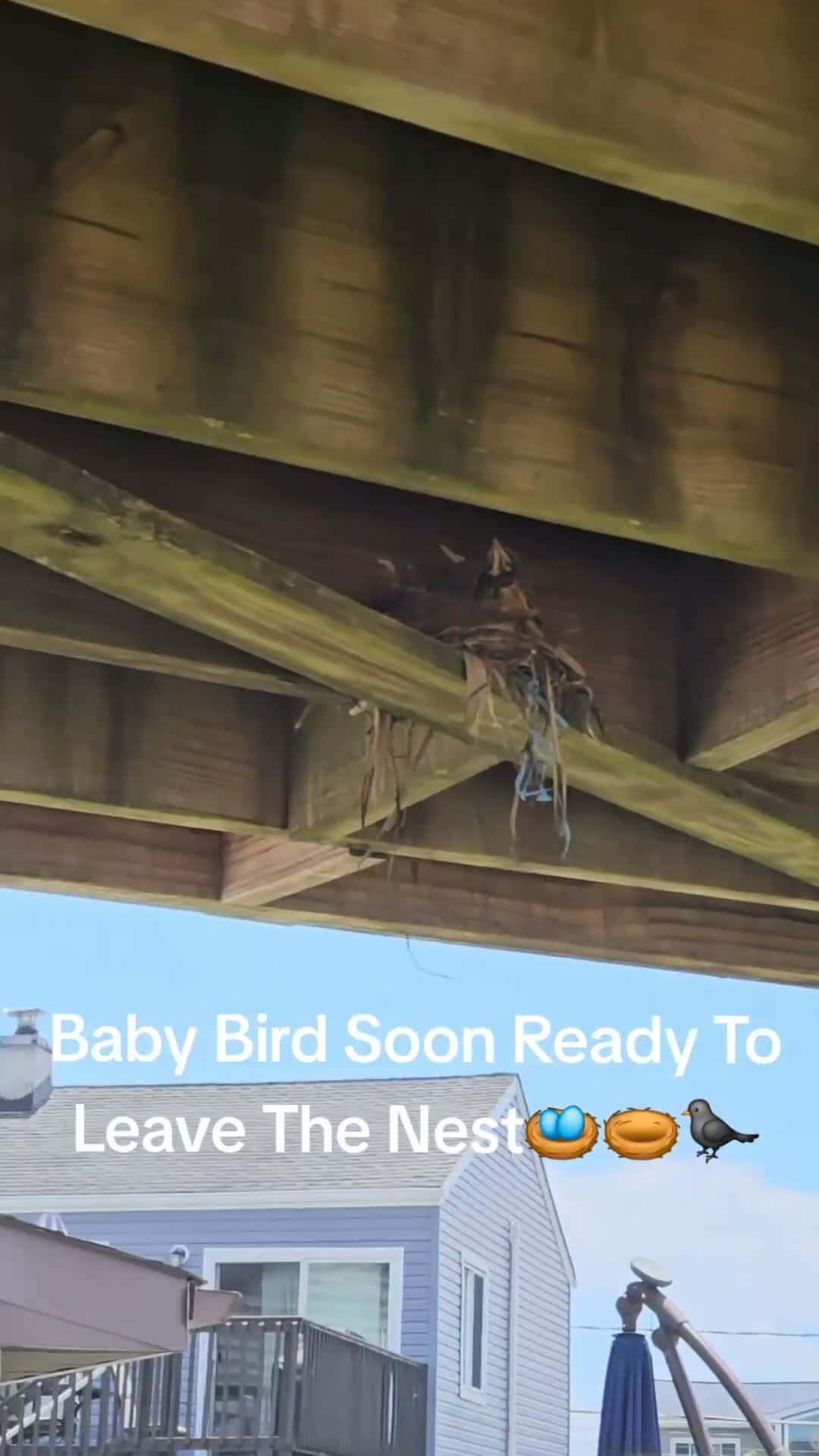 Cover for Birds Living And Payin No Rent At My House🤨🪺🐦‍⬛...We Should Be Able To Live As Free As The Birds🦅✨️