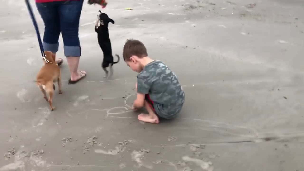 Cover for Dog zoomies on the beach