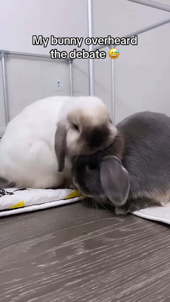 Cover for Did my bunny hear that right bunny rabbitsoftiktok rabbits bunnies bunniesoftiktok funnype 88991 #shortvideos