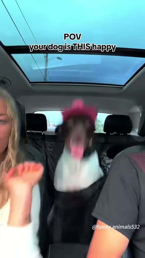 Cover for happy little dog🐶🐶#dog #dogsoftiktok #happy #happydog #funnyvideos #fyp #foryou 
