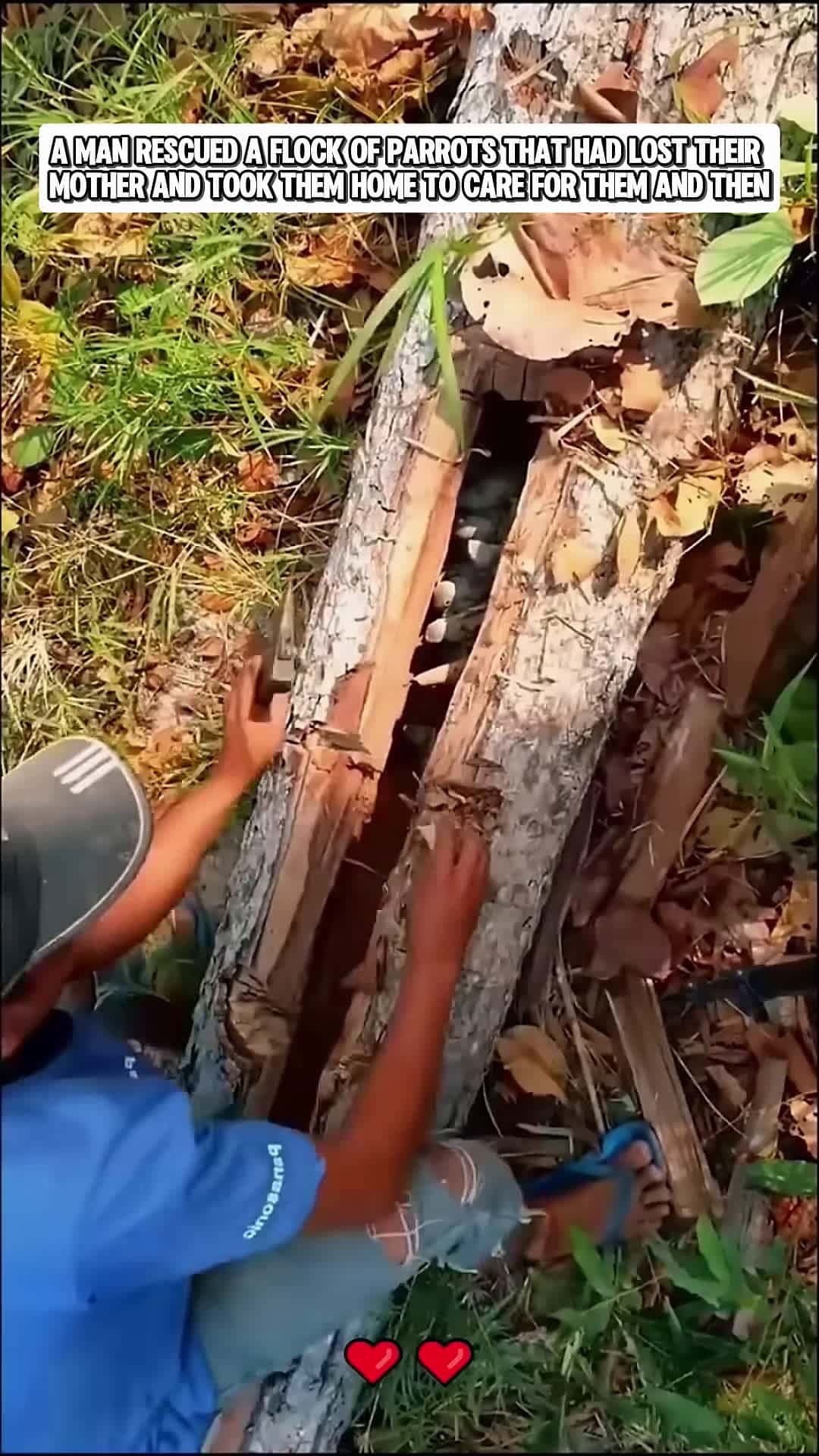 Cover for A man rescued a flock of parrots that had lost their mother and brought them home animals