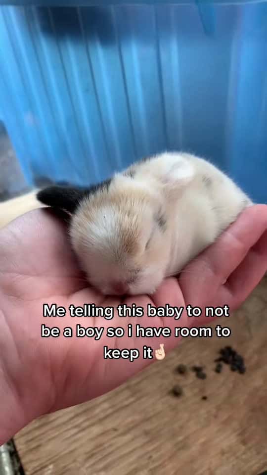 Cover for Breeders will understand 🤣 hoping to keep this baby but I want him or...