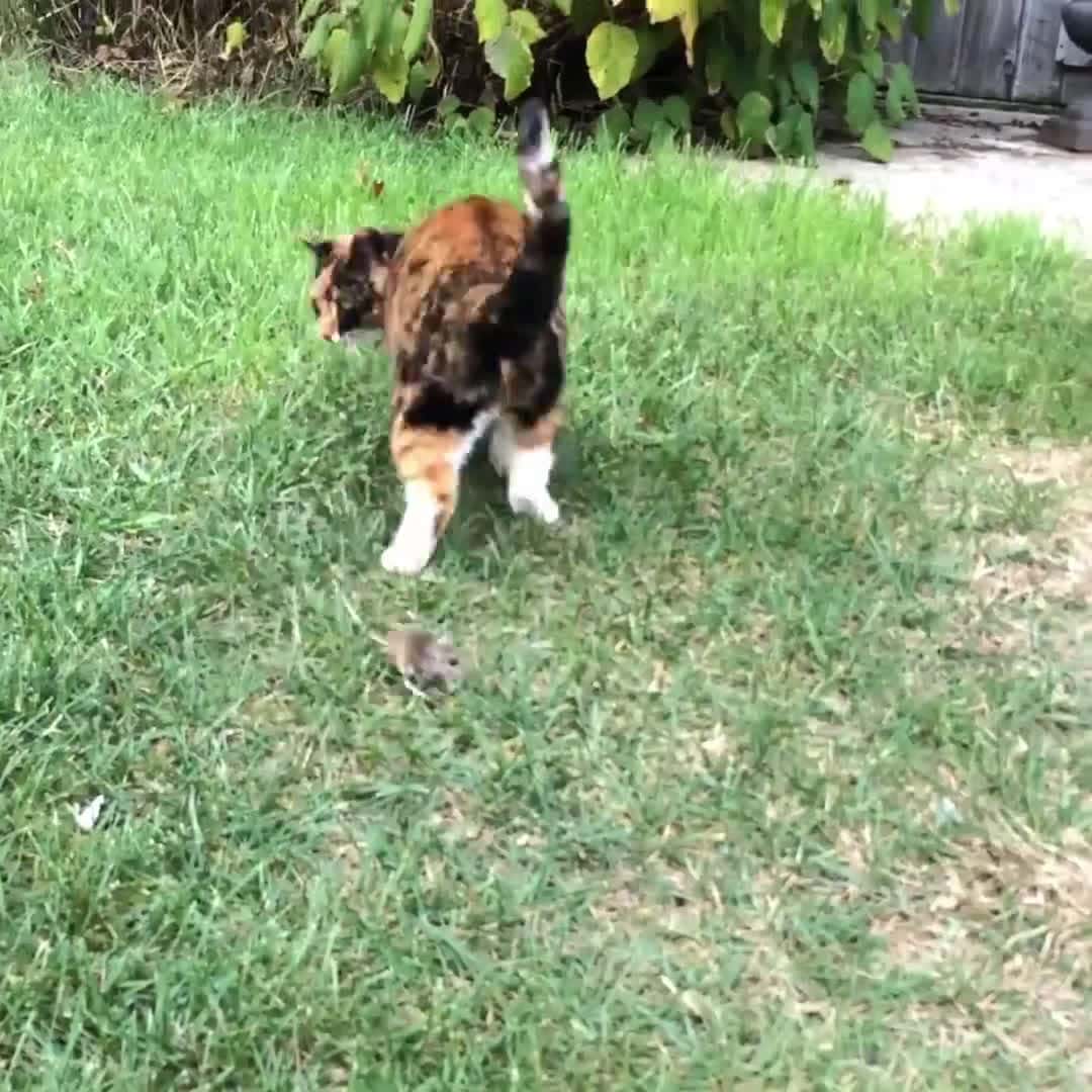 Cover for Cute Kitten Video - This one goes out to all the cat pp #funnyanimals #funnypetsvideo #amazinvideo #cutebabies #dogs #kittens #funnyvideo #trynottolaugh #puppy #funnyfails 1