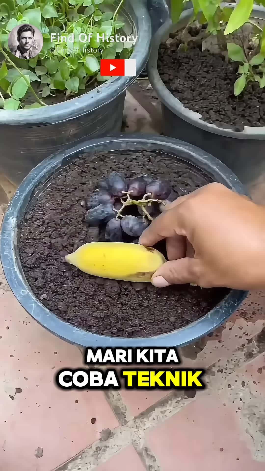 Cover for unique gardening techniques with grapes and bananas Part 01 shorts short unique