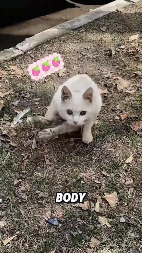 Cover for Kitten with disabled legs#tiktok #foryou #fyp #viral #animals #pet