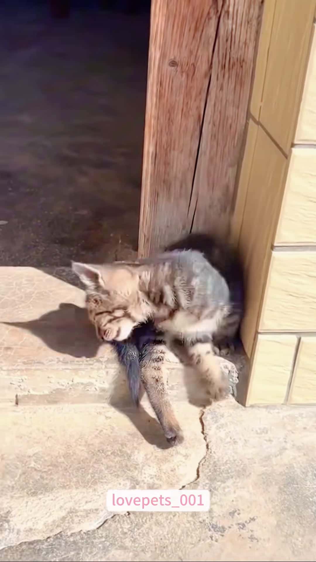 Cover for #cats #cutecats #foryou #funny #funnyvideos #usa #funnyanimals #fypシ  #cute #funnycat #catlover #funnypets #viral #funny