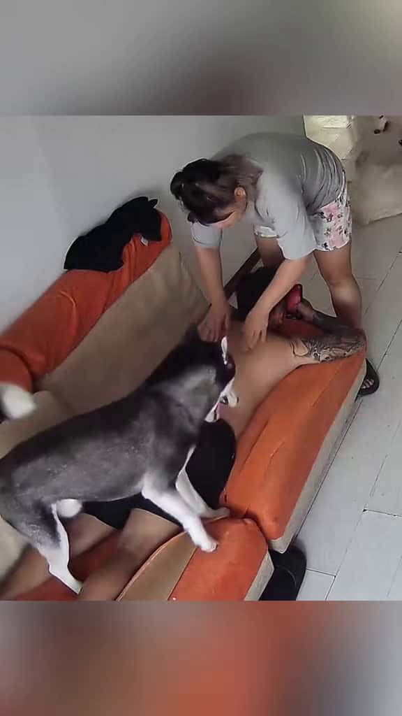 Cover for Dramatic huskies #dogsoftiktok #dogtok #dog #funnyvideos #pet #doglife #funnydog #dogs #funny #dogfunnyvideo #petsoftiktok  created by hilariousdogs11 with hilariousdogs11’s original sound