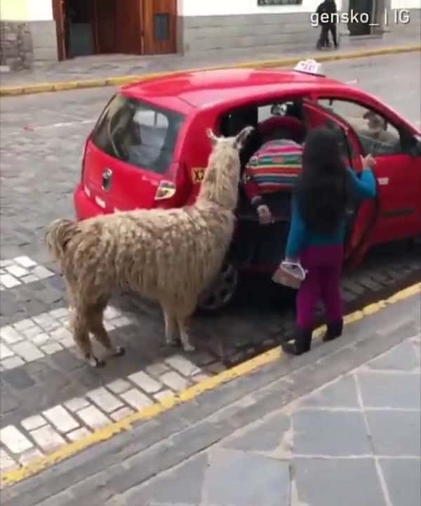 Cover for An Alpaca catching a ride in a taxi in Peru.So cute! #CaughtOnCamera