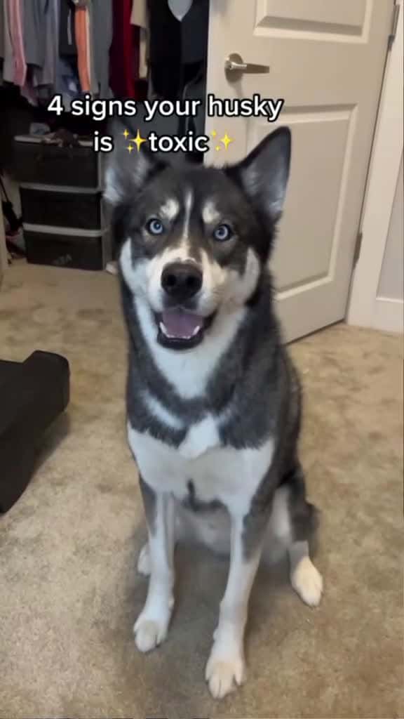Cover for ⚠️ My dog has an important message for you! ⚠️ #shorts #dogshorts #husky #dog #dogs_366 (2)