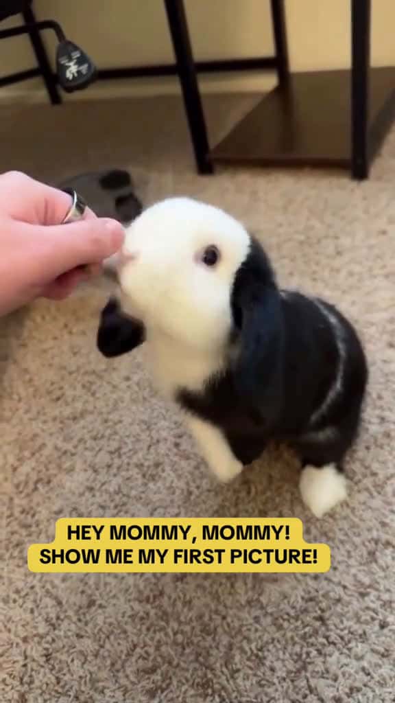 Cover for They grow up so fast cute bunny bunnies rabbit 79735 #trending
