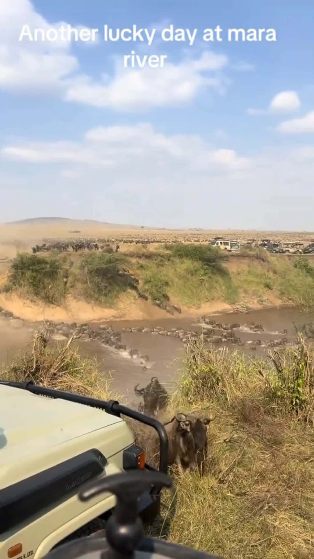 Cover for Watching them run felt like freedom. #WildebeestVibes.Some vacations take you somewhere—this one takes you back to nature.