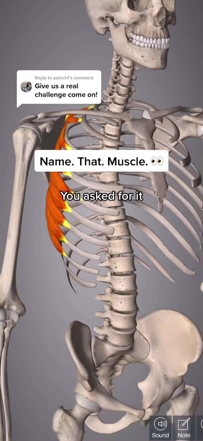 Cover for Reply to @painchf name that muscle #physicaltherapy #physiomike #muscle #test #fypシ #foryou