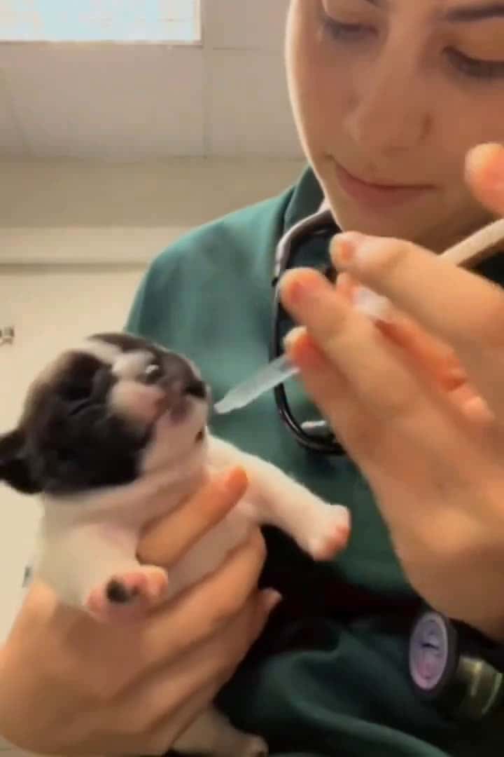 Cover for Puppy's reaction to taking a medicine for the first time..🐶🐾💊 #CaughtOnCamera