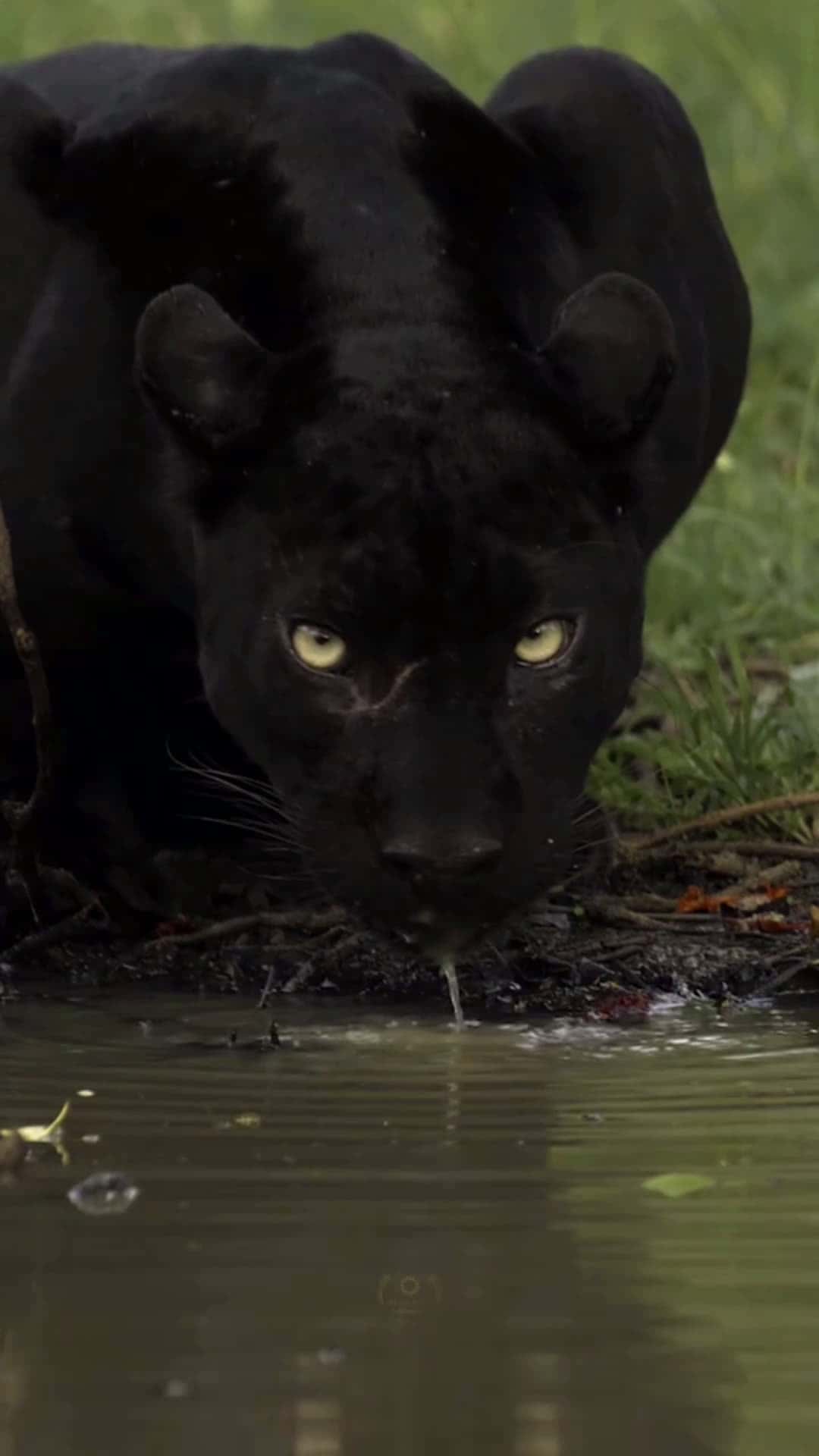 Cover for Beautiful  #jaguar  #wildlife  #animals #CaughtOnCamera