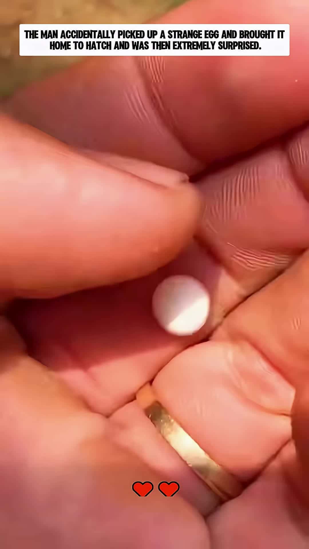 Cover for The man accidentally picked up a strange egg and brought it home to hatch and then