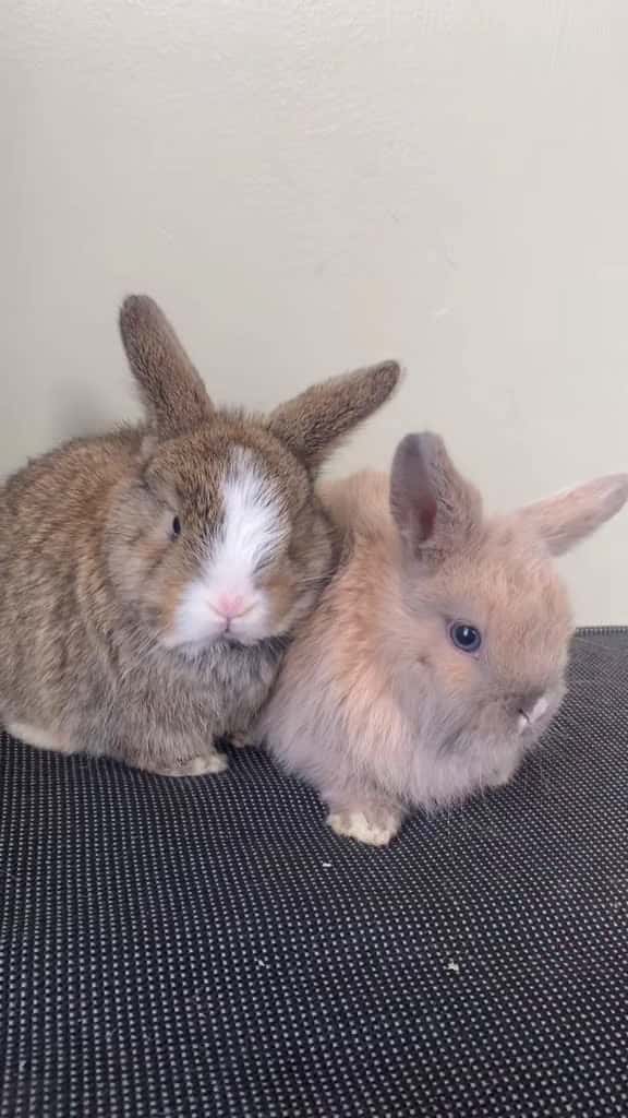 Cover for Double tap to give their nose a boop ❤️ #bunny #boop #bunnies #cute #...