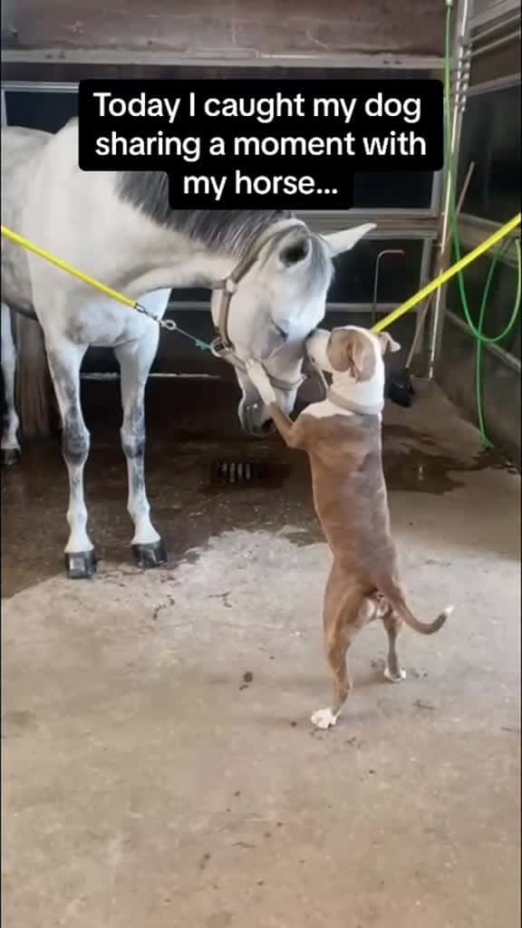 Cover for Love well couple couplegoqls horsesoftiktok fyp dog horses 64526 #ilovescoopz