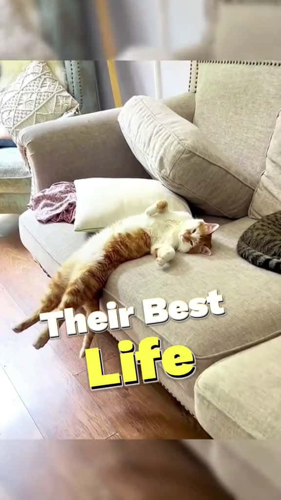 Cover for Signs Your Cat Is Living Their Best Life. cat cattok catlover catfunny catvideo 00896 #america