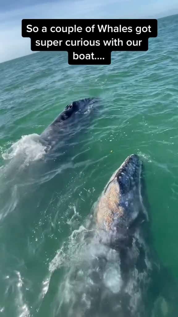 Cover for POV you have a 60 000 pound animal approaching you in the ocean . What s your move ocean w 67562 #trending