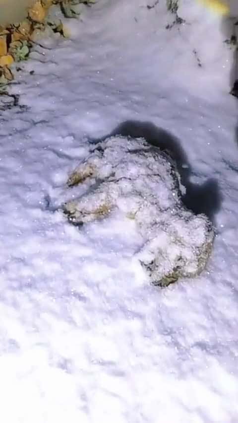 Cover for Rescued a little puppy in the snow #dog #doglover #dogrescue #funnydog #cutenessoverload