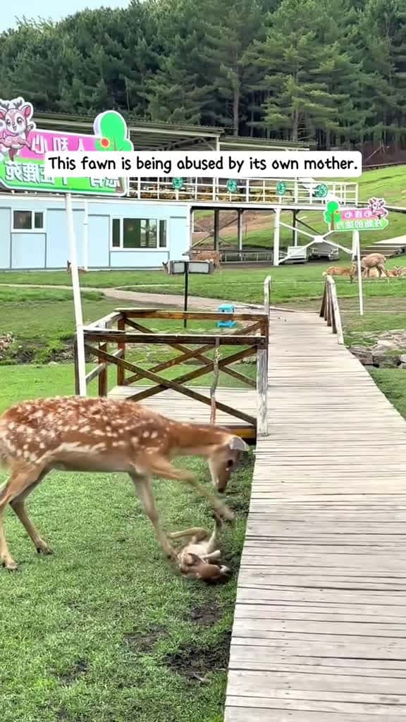 Cover for We rescued this fawn that had been abandoned by its herd and raised it hoping it would alw 58506 #us