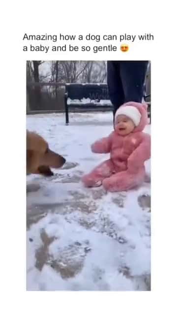 Cover for CUTE & FUNNY DOGS COMP #love #loyalty #waitingforyou #usa #dogs #dogsoftiktok #petsoftiktok #dog #pets #pet #petlover #doglover #puppy 21
