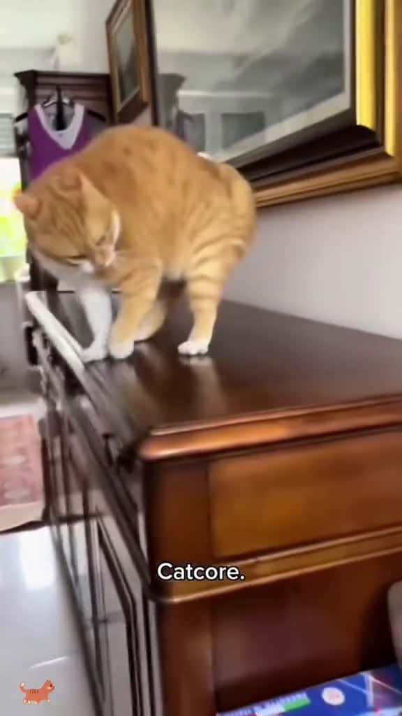 Cover for My cat is mentally ill 🤣😹#funnyvideos #foryou #funny #catlover #catsoftiktok #fpy #funnycat #usa #usa_tiktok  created by petslovetime.funny7 with petslovetime.funny7’s original sound