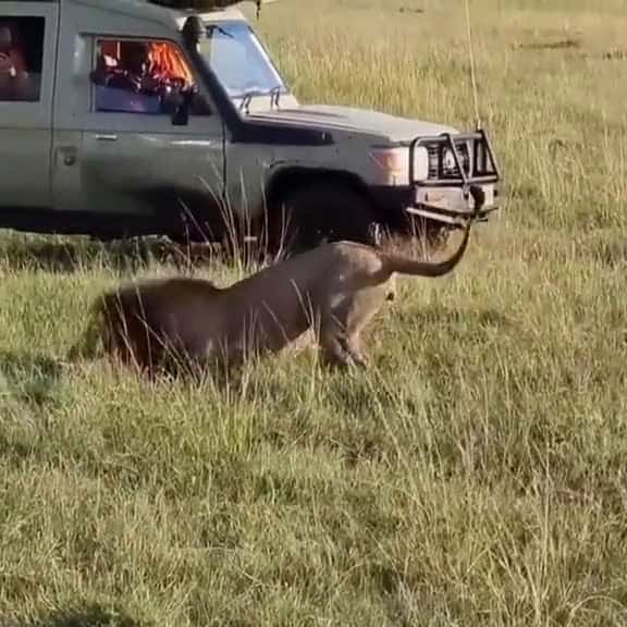 Cover for This male lion is taking no prisoners. A fearless display of doninance up against 35110 #followMe