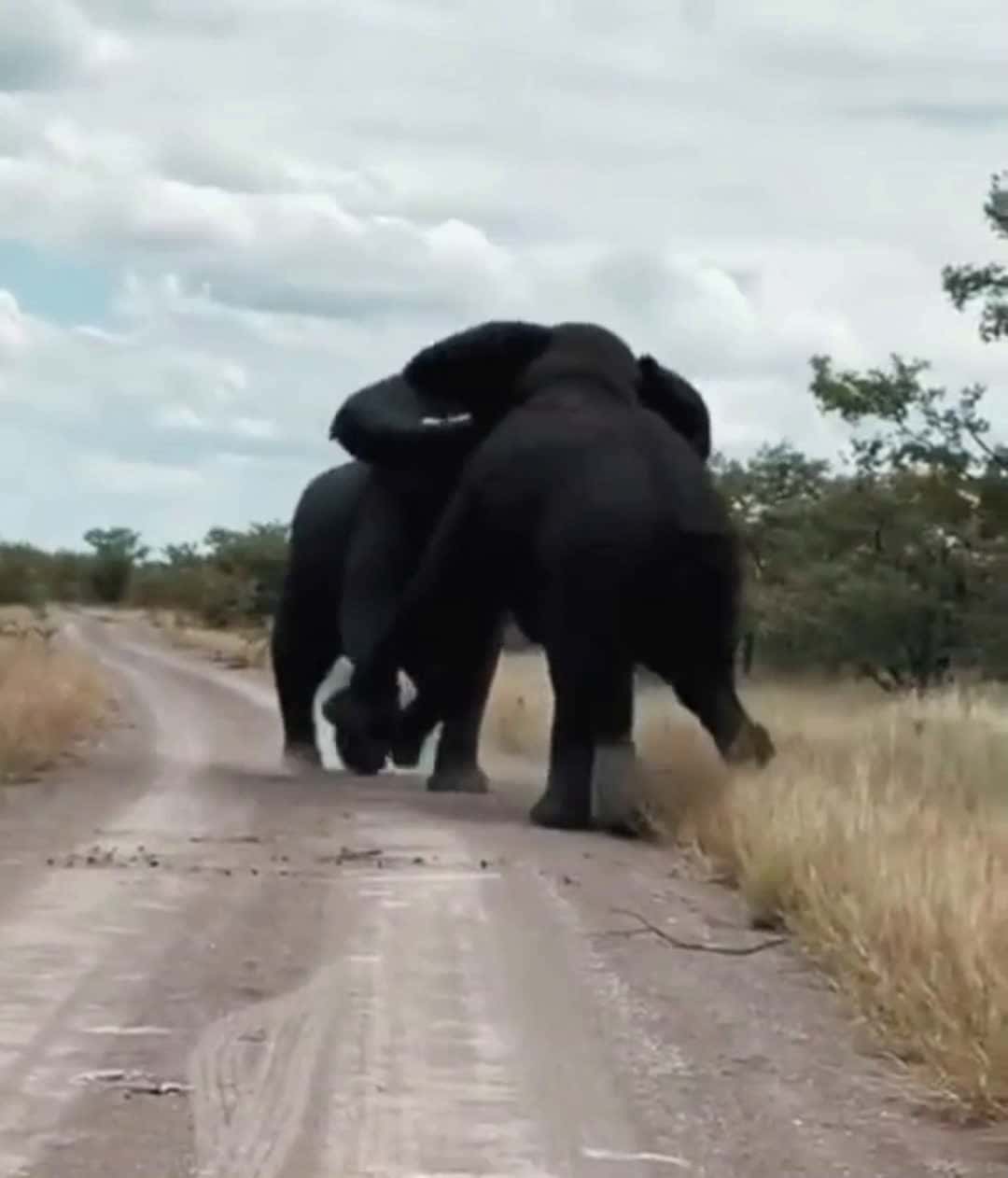 Cover for Massive Bull  Elephants #animals  #foryou  #nature #elephant  #fyp  #shortvideos 