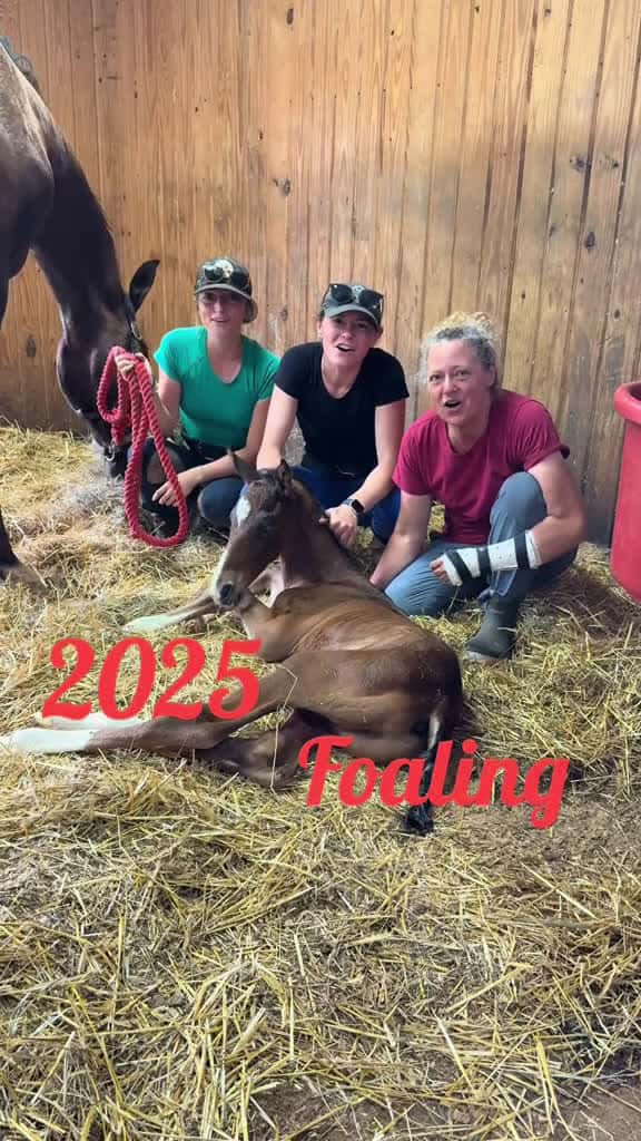 Cover for Foaling season 2025 is officially complete We are so grateful for our incredible staff and 28215 #us