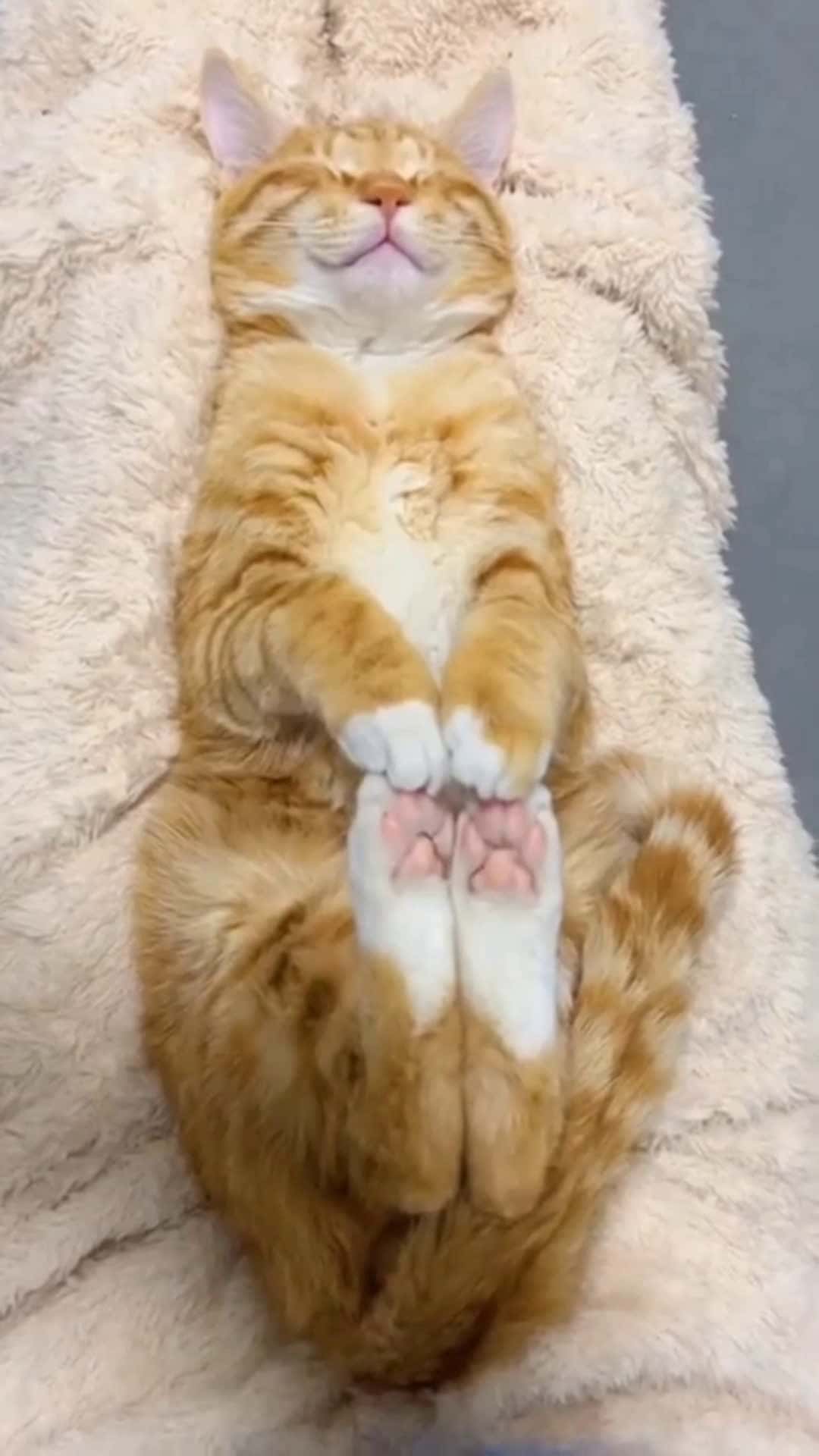 Cover for How many sleeping postures do cats have. #cats #funny #fyp #likes #foryou 
