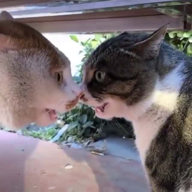Cover for Diduga bosan adu tampol, kucing - kucing ini mencoba kesaktian masing - masing melalui adu bacotan unknown DM ya yang tau , - , , Kalo belum, hayuk segera follow yuk @kucingth