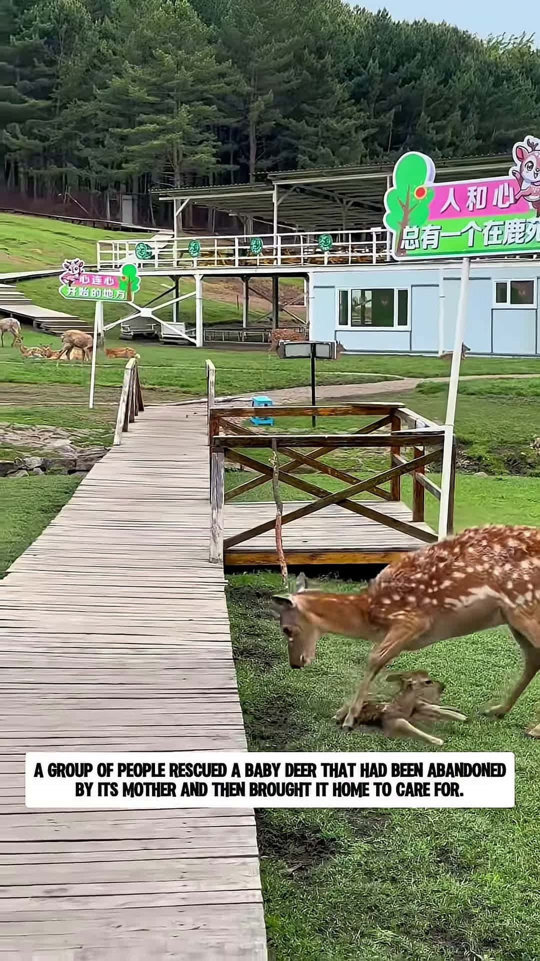 Cover for A group of people rescued a baby deer that was abandoned by its mother and then animalshorts