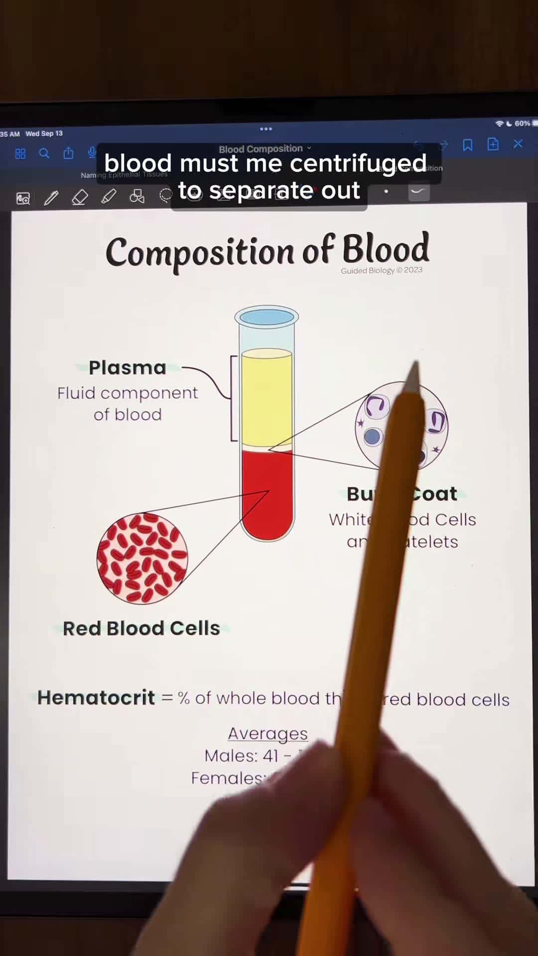 Cover for Composition of Whole Blood #fyp #foryou #antomy #physiology #anatomyandphysiology #science #education #STEM #studying #anatomystudent #anatomylesson #futurenurses #biologymajor #biologystudent #premed #futurepa #student #studying #goodnotes #blood #hematocrit #plasma #erythrocyte