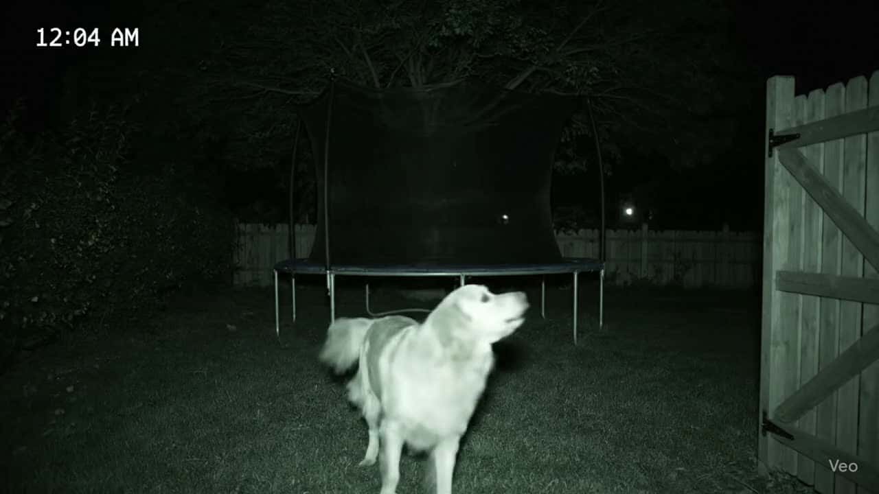 Cover for Caught at 12:03 AM:This dog didn’t sneak in to eat…He led a full squad of street dogs straight to the trampoline like it was mission control 😭🐶He bounced first… then let the crew jump in like it was recess at midnight 💥This ain’t just a dog video —It’s a whole Netflix series in 8 seconds#ScoopzExclusive #DogHeist #CaughtOnCam #AnimalMastermind #MidnightBounce #OperationTrampoline #FunnyDogs #HipoDemis #ViralDogs #BillionViewEnergy #ScoopzViral #UnrealFootage #SecurityCamComedy #DogSquad