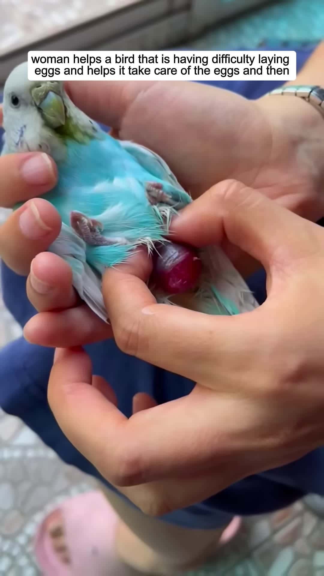 Cover for woman helps a bird that is having difficulty laying eggs and then animalshorts