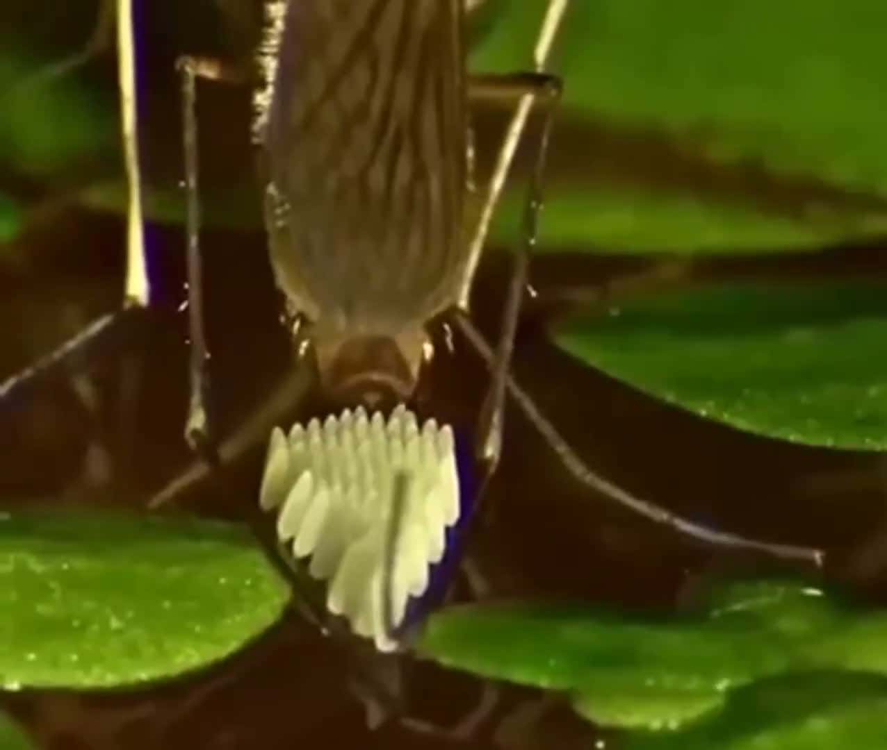 Cover for In case you're wondering, this is how mosquitoes lay eggs.  