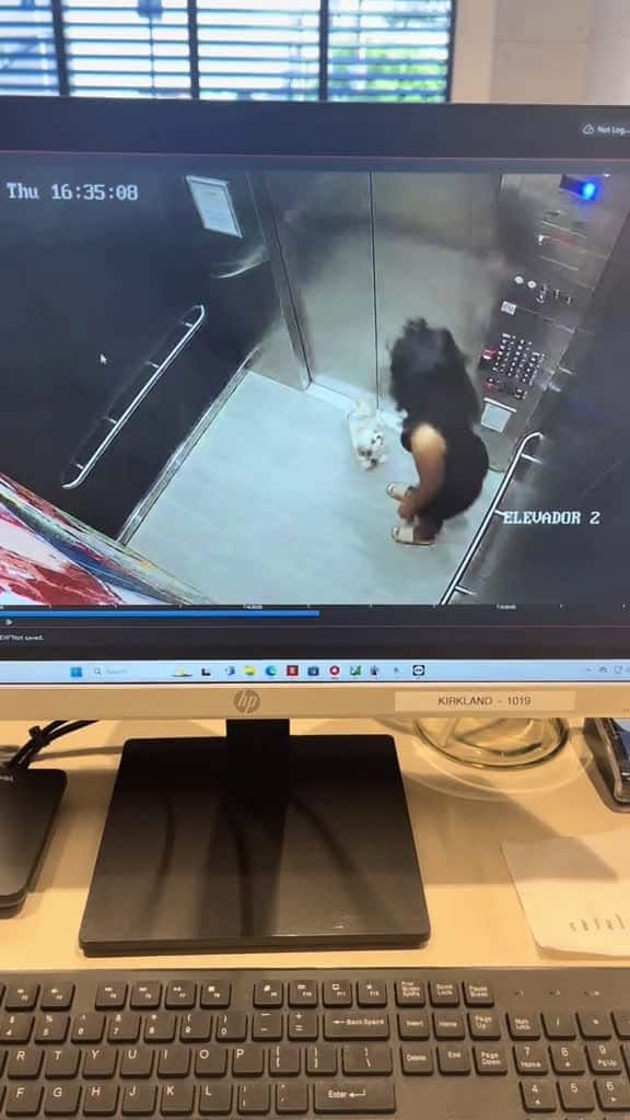 Cover for The way the dog got off the elevator and looked at girlie! 😩😂 #dogsoftiktok #viral  #fyp 