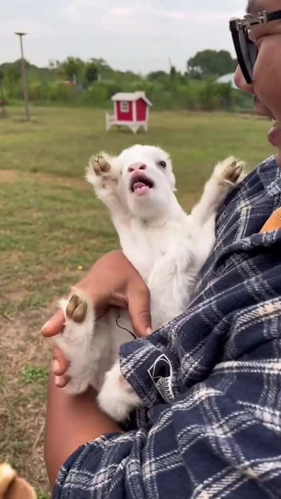 Cover for cute goat goat goatsoftiktok goat cute funny longervideos pets foryour baby sheep fyp 52206 #america