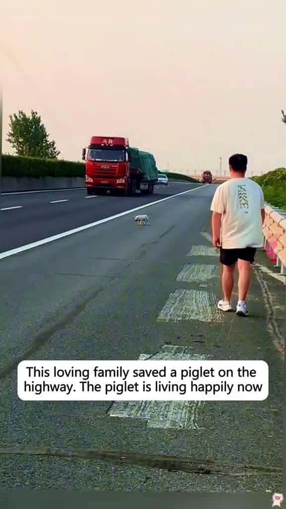 Cover for 'This loving family saved a piglet on the highway. The piglet is living happily now #rescue #pig #animals #pet #fyp #love' by alice.jun.w