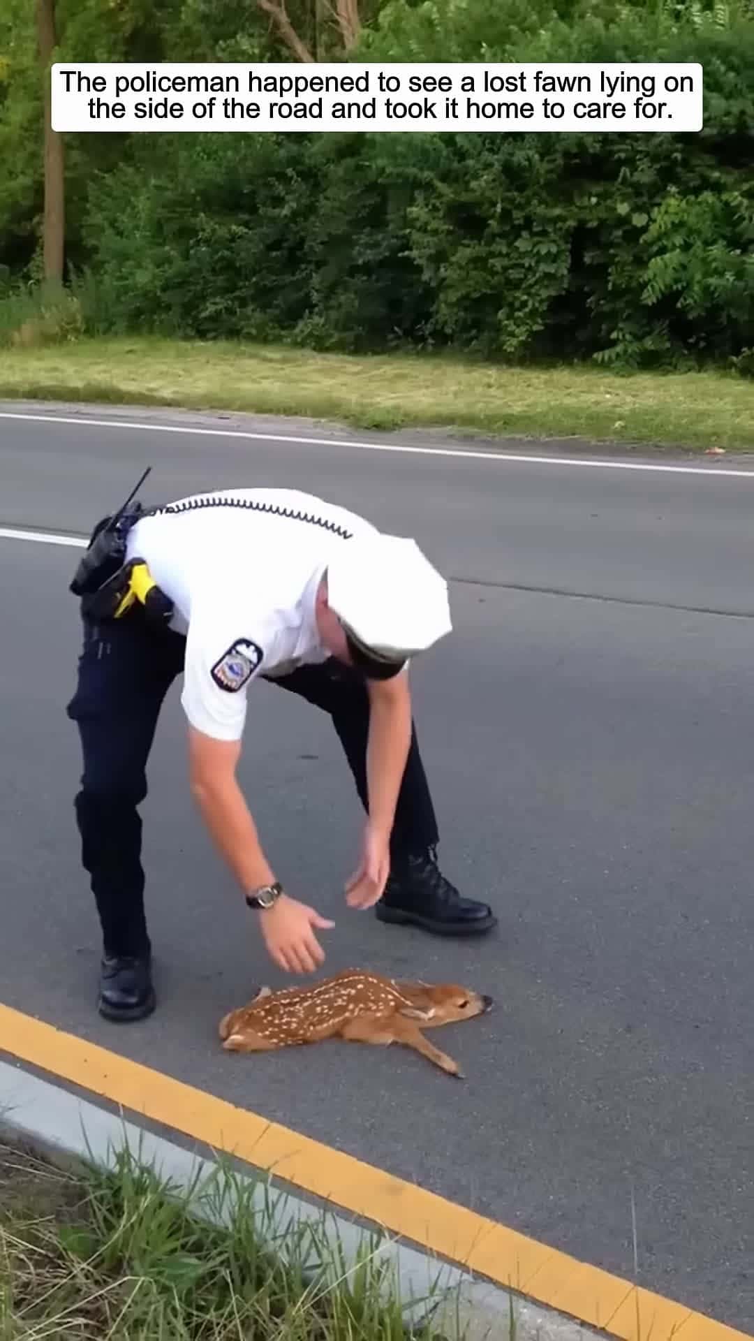 Cover for The policeman happened to see a lost fawn lying on the side of the road and then animals