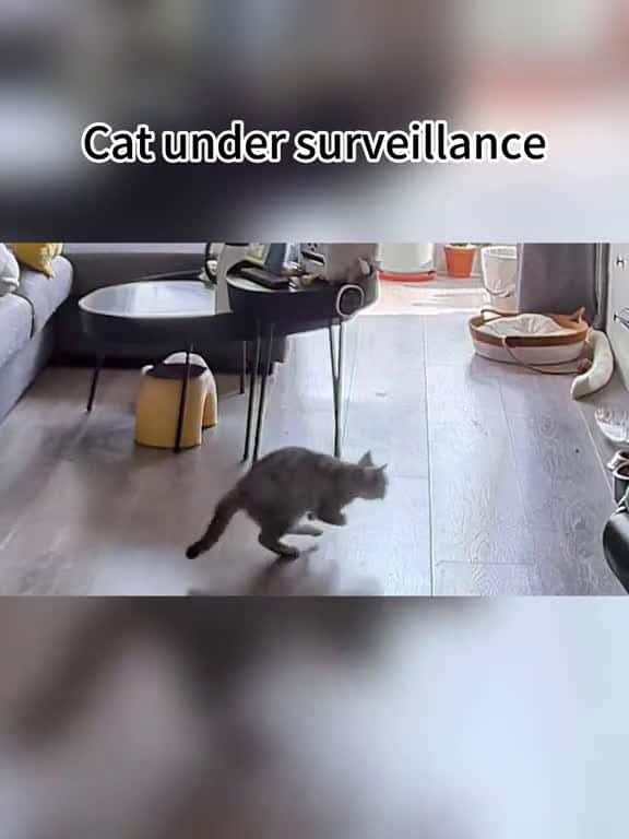 Cover for Cat under surveillance  created by Petfunnytime1996 with Petfunnytime1996’s original sound