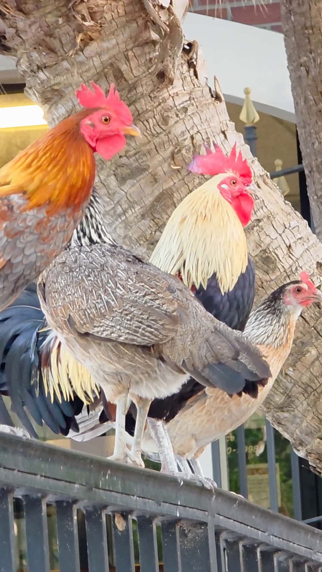 Cover for Up Up And Away, Into The Trees.  #chickens    #keywest   #petsofscoopz 