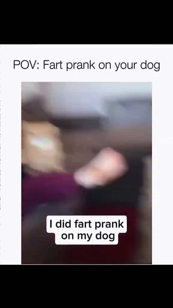 Cover for #pawfectga #pawfectpetsbyga #pawfectlyfunnyga #gaflufffails #gafloofsquad #onlyatpawfectga #gacomedycrew #dailyderpga #lolpetsga #funnypetsbyga #lolsbyga #lolsbygaclips #petlaughsga #gacomedypets