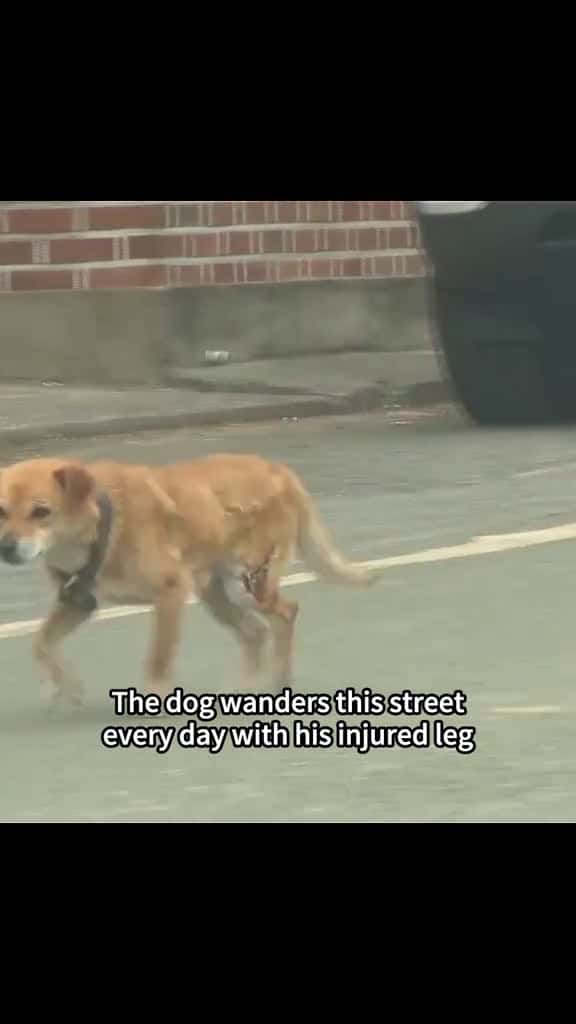 Cover for rescue fyp dog tiktok dogsoftiktok 77006 #trending