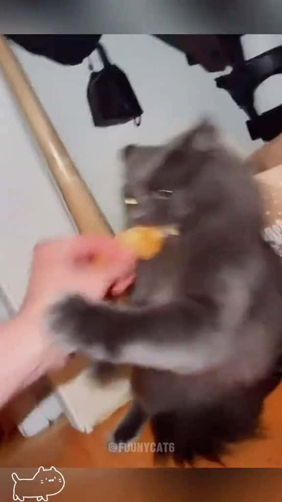 Cover for Cat that protects food catsoftiktok foryou cat funnycat funny fyp viral 81099 #america
