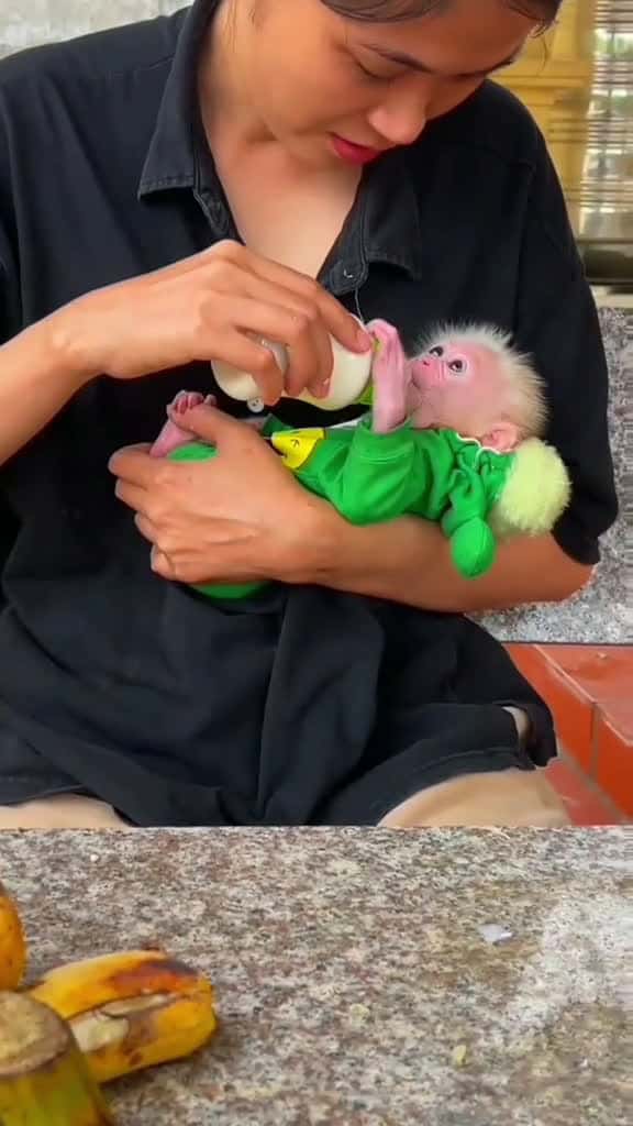 Cover for created by Baby Monkey Family with Baby Monkey Family’s original sound