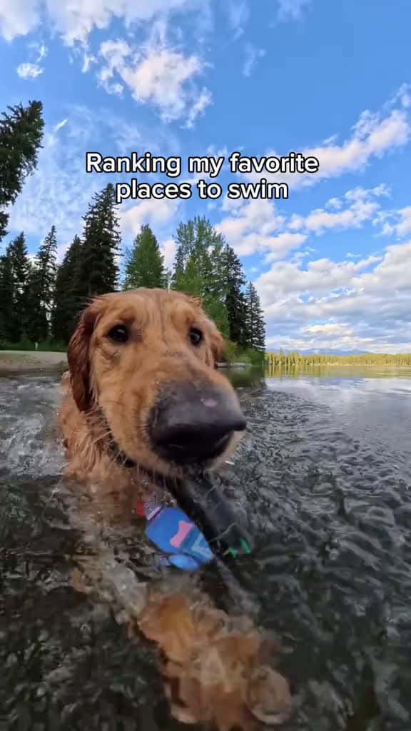 Cover for Worlds smallest swimming pool 🦦 #goldenretriever #funnydogs #cuteanimals #dogs  created by willysworld with AJR’s World's Smallest Violin