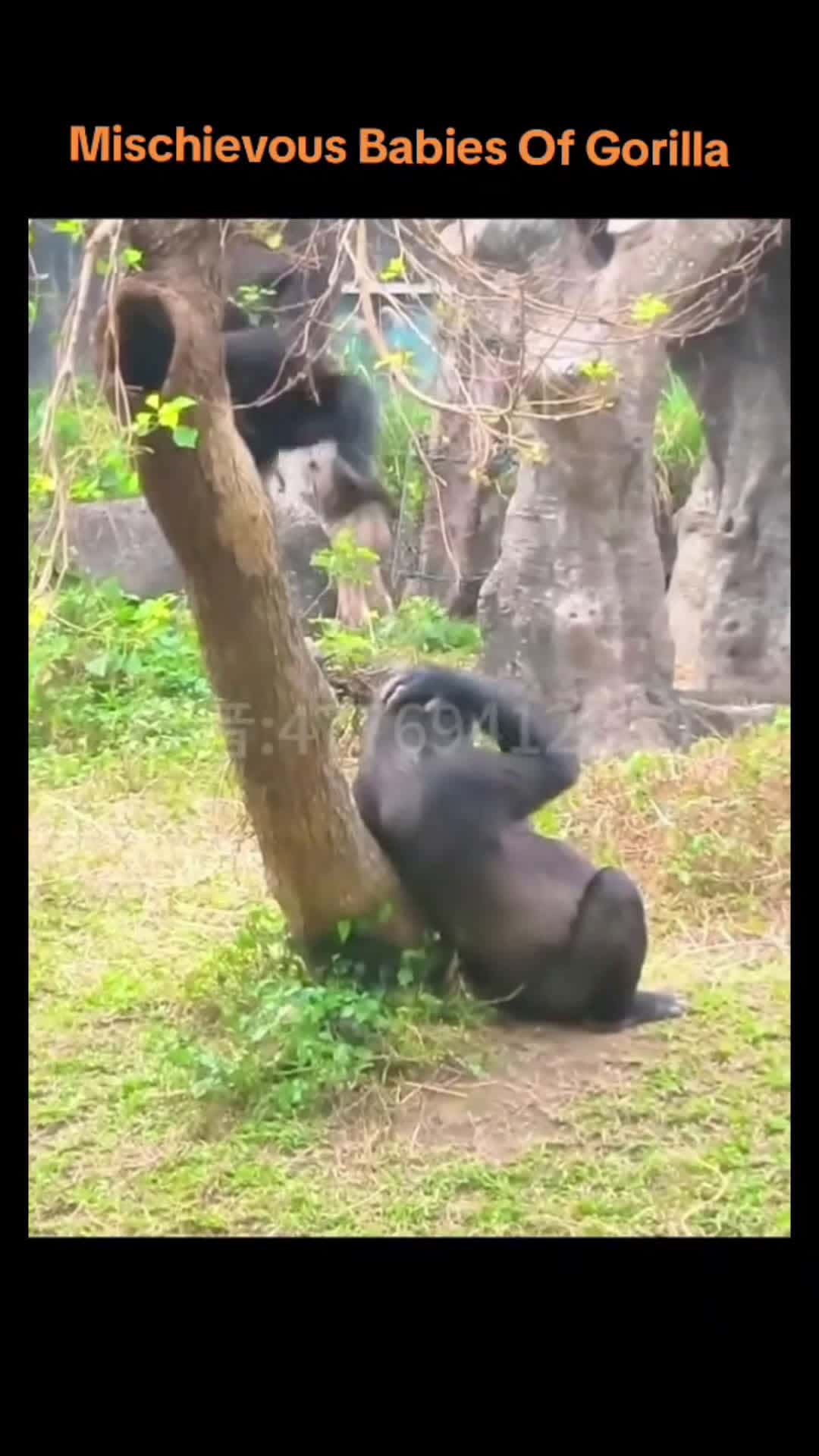 Cover for Funny babys gorilla 🐒😍  #gorillababys #funny #likes #foryou 