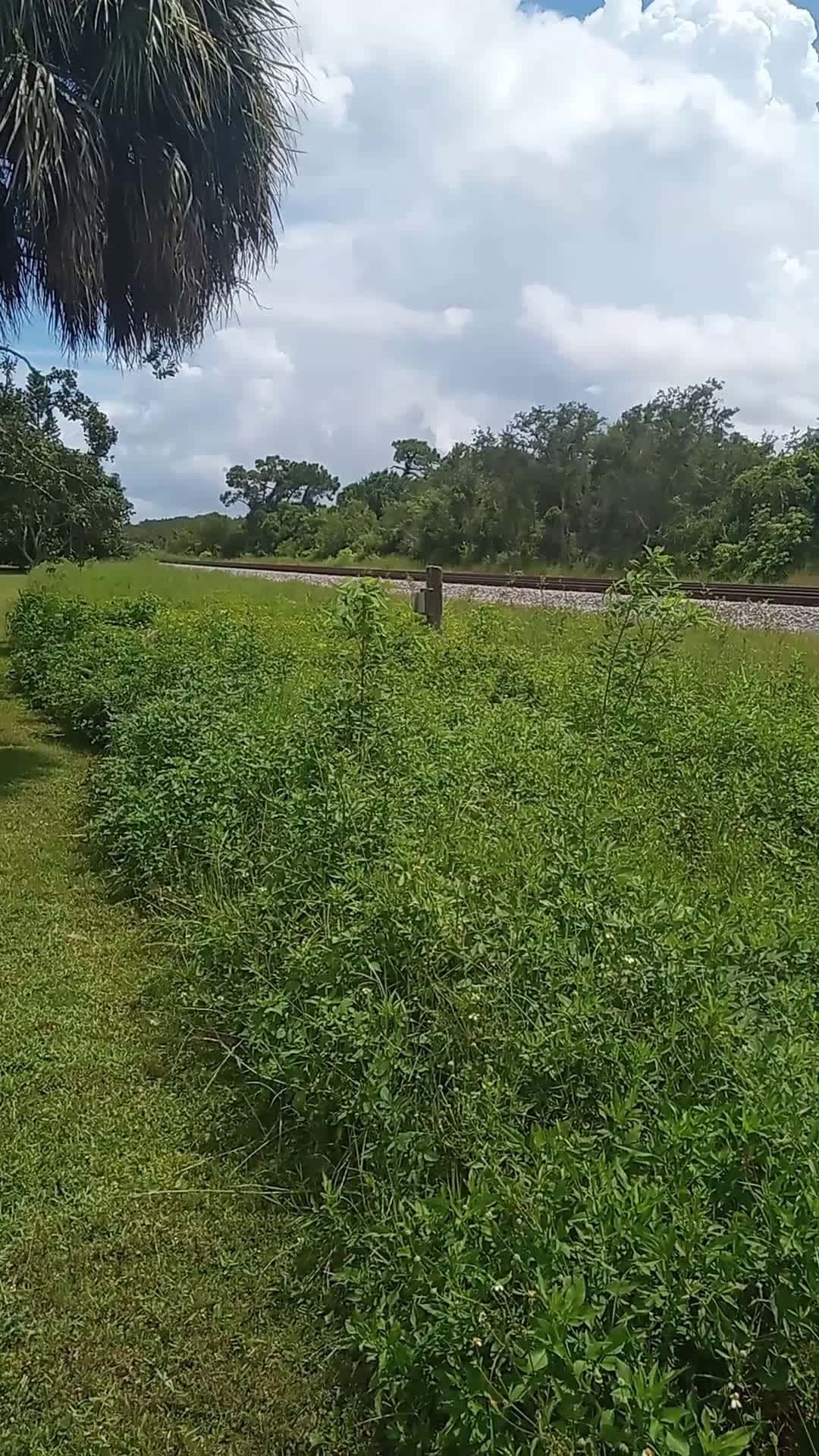 Cover for When the city really has to cut the grass! 🤣 #memes #bunghole #funny 